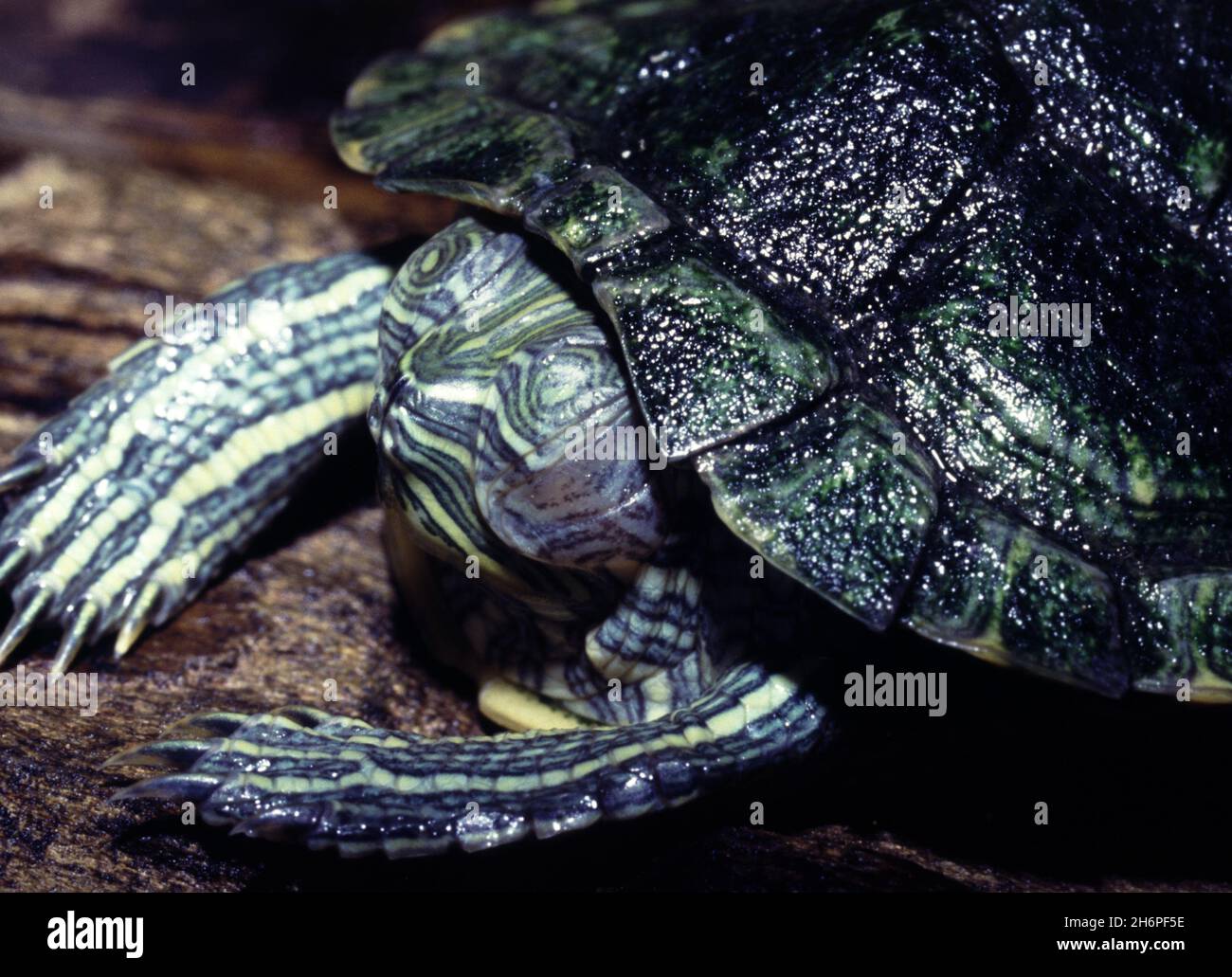 Giovane scivolo laghetto dalle orecchie rosse (Trachemys scripta elegans) malato Foto Stock