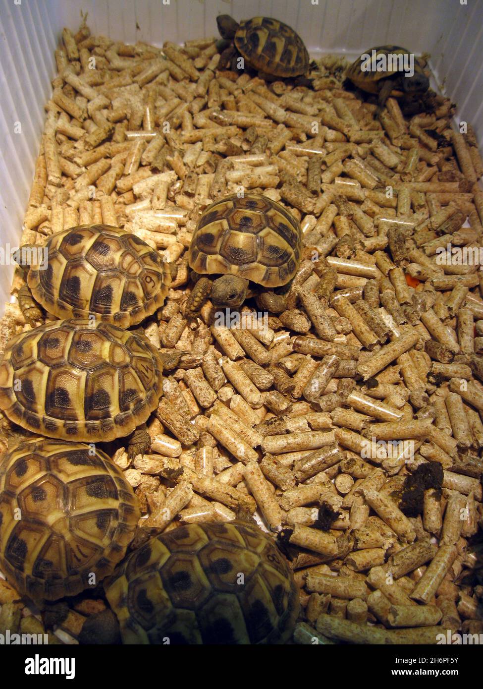 Neonati tartaruga di Hermann (Testudo hermanni) Foto Stock