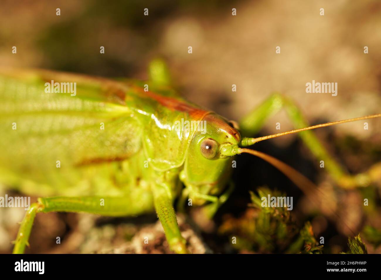 Bush cricket in primo piano. Drumming katydid. Meconema talassino. Foto Stock