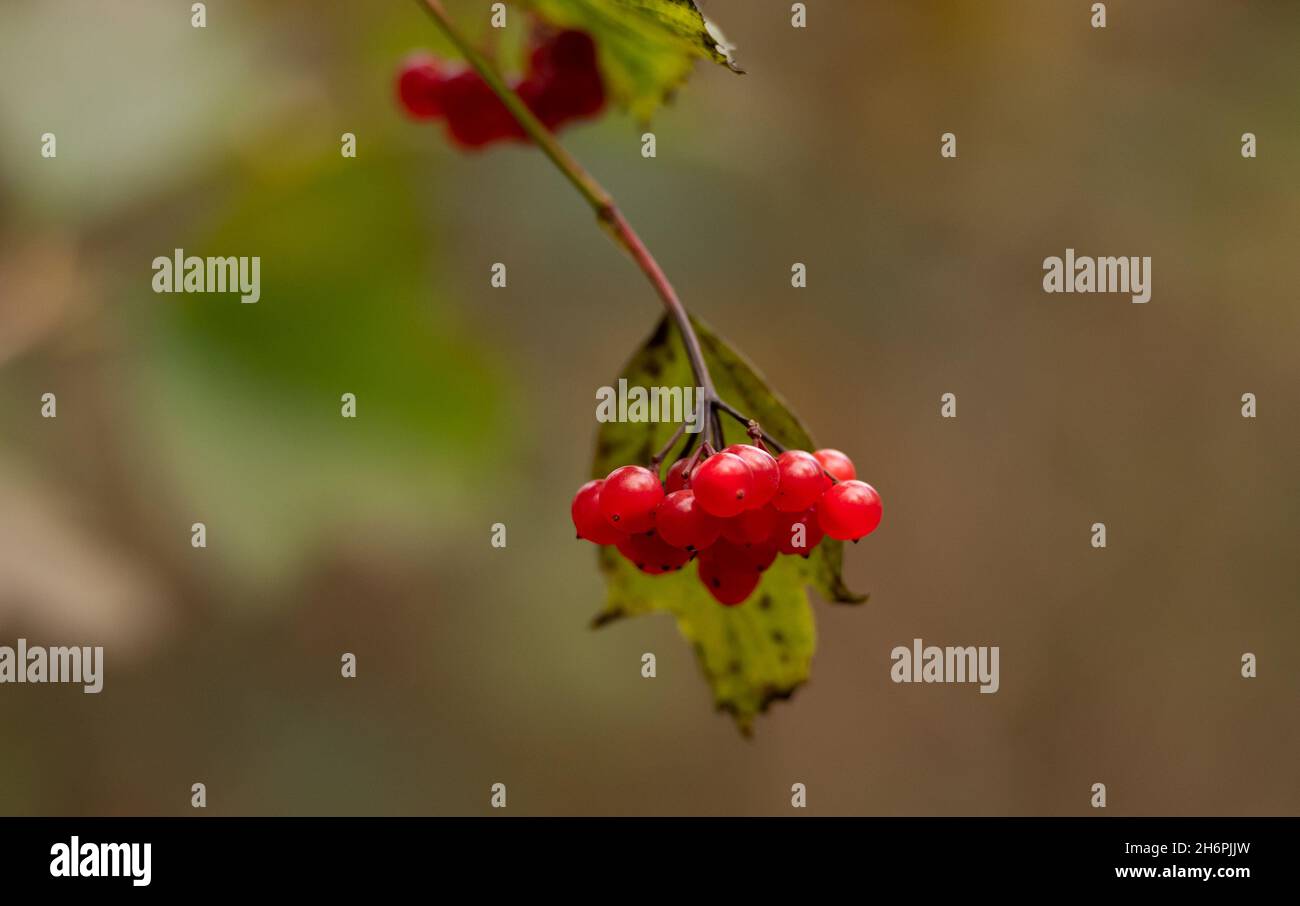Guelder-Rose, Arnside, Milnthorpe, Cumbria, Regno Unito Foto Stock