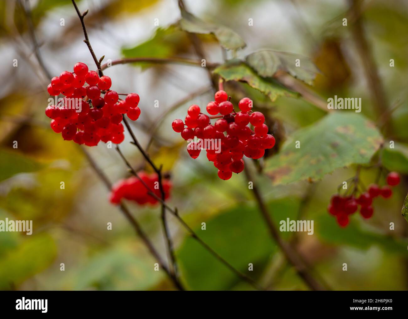 Guelder-Rose, Arnside, Milnthorpe, Cumbria, Regno Unito Foto Stock