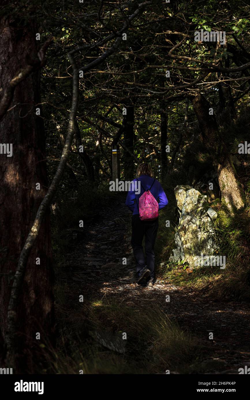 Escursionista femminile nei boschi su una pista sopra il lago Llyn Padarn a Llanberis, Snowdonia, Galles, Regno Unito, Foto Stock