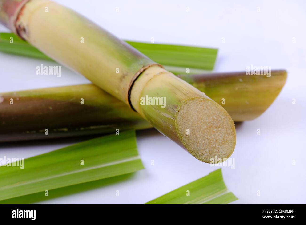 Canna da zucchero biologica indiana per fare zucchero, gelate, succo di frutta, dolci deliziosi. Foto Stock