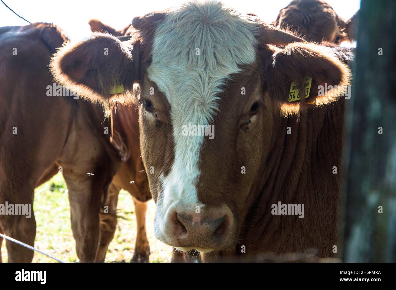Kühe, Rinder und Kälber auf der Weide Foto Stock