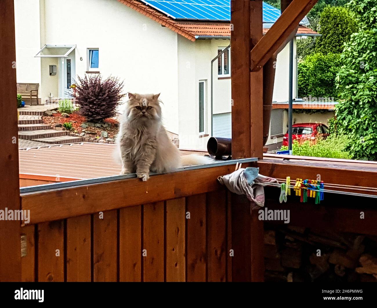 Katze auf der Terasse Foto Stock