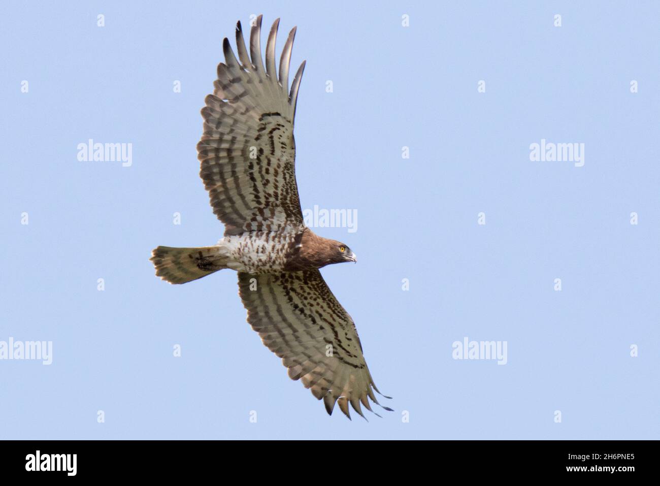Aquila di serpente corta-toed (gallicus di Circaetus) Foto Stock