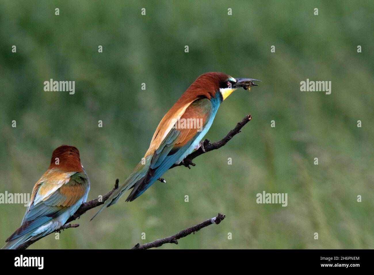 Unione Gruccione (Merops apiaster) Foto Stock