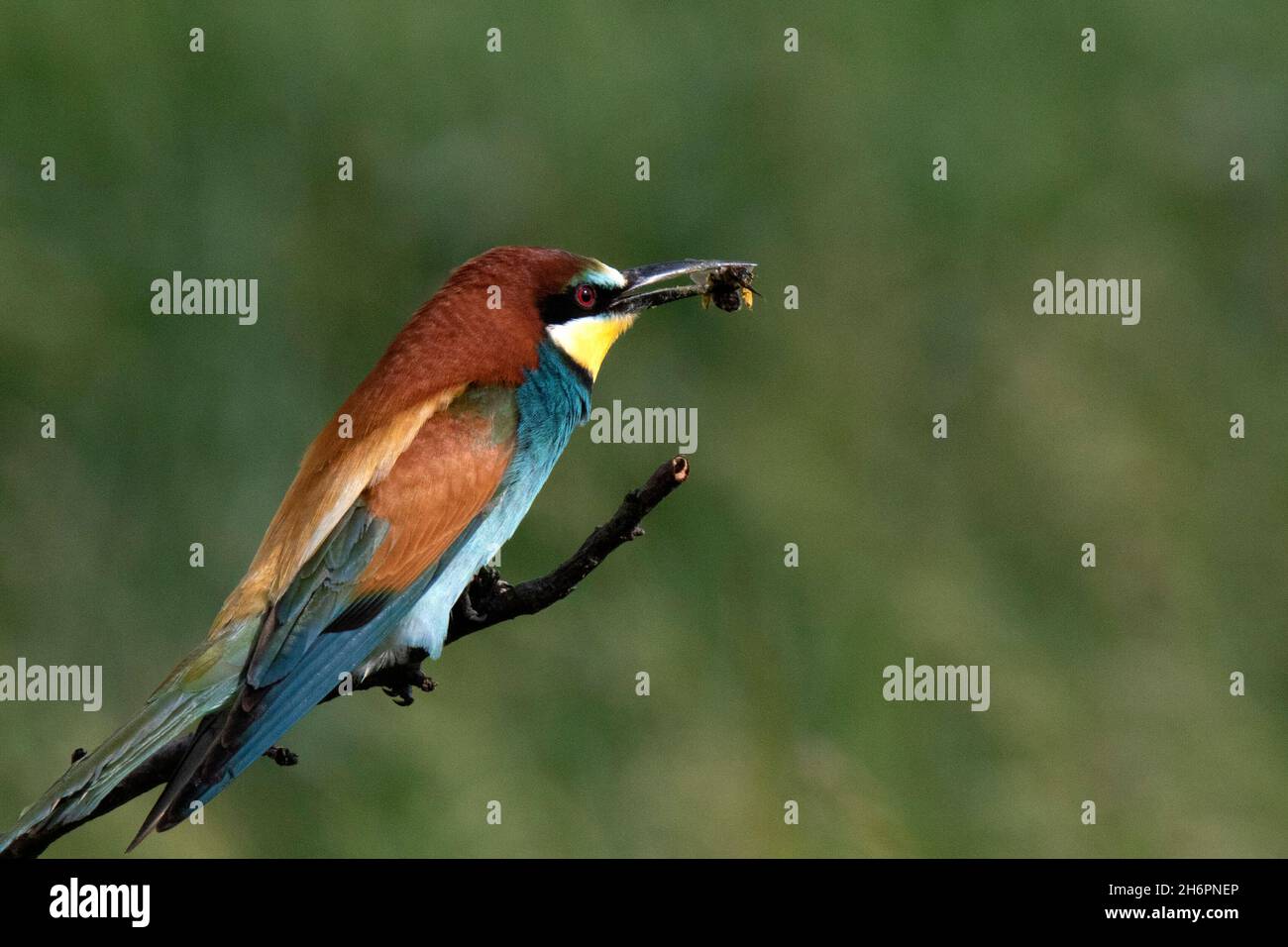 Unione Gruccione (Merops apiaster) Foto Stock