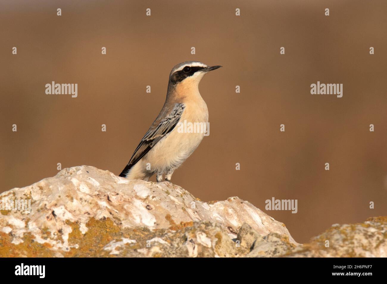 Siero di latte o di siero di latte (enanthe enanthe) Foto Stock