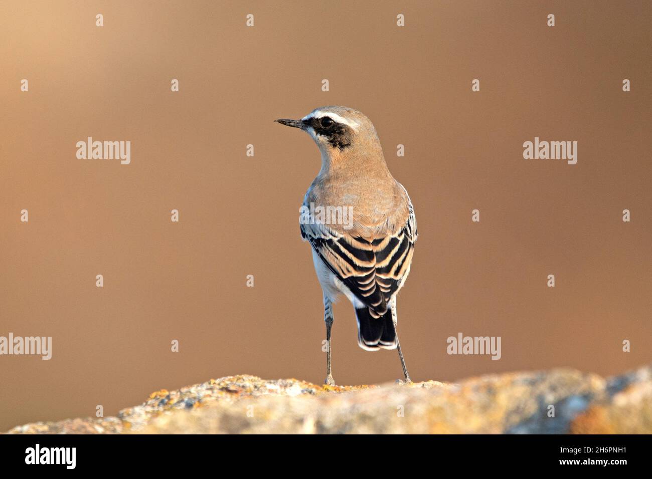 Siero di latte o di siero di latte (enanthe enanthe) Foto Stock