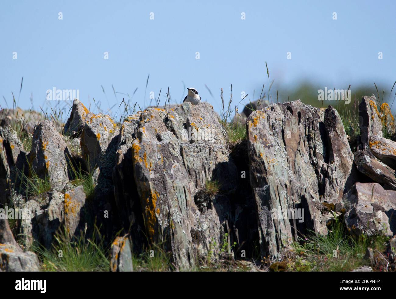 Il siero del nord (Oenanthe oenanthe) Foto Stock