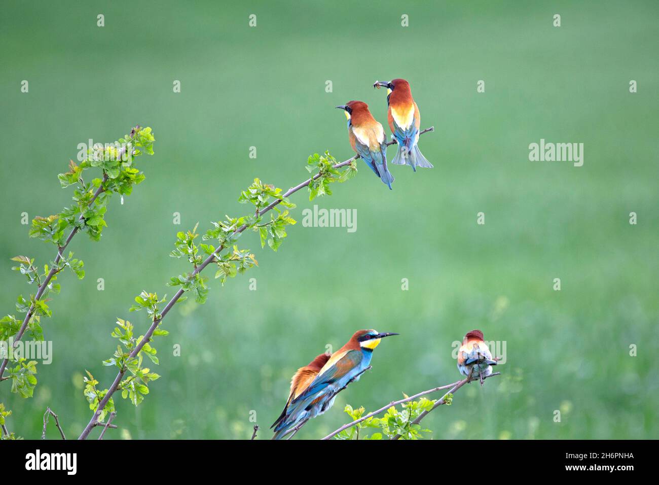 Unione Gruccione (Merops apiaster) Foto Stock