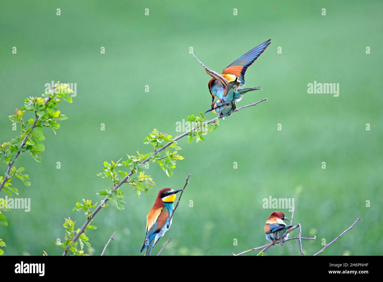 Unione Gruccione (Merops apiaster) Foto Stock