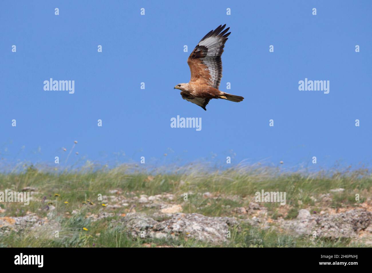 Buzzard volante a zampe lunghe (Buteo rufinus) Foto Stock
