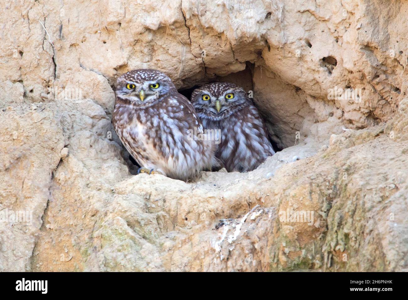 Gufi (Athene noctua) Foto Stock
