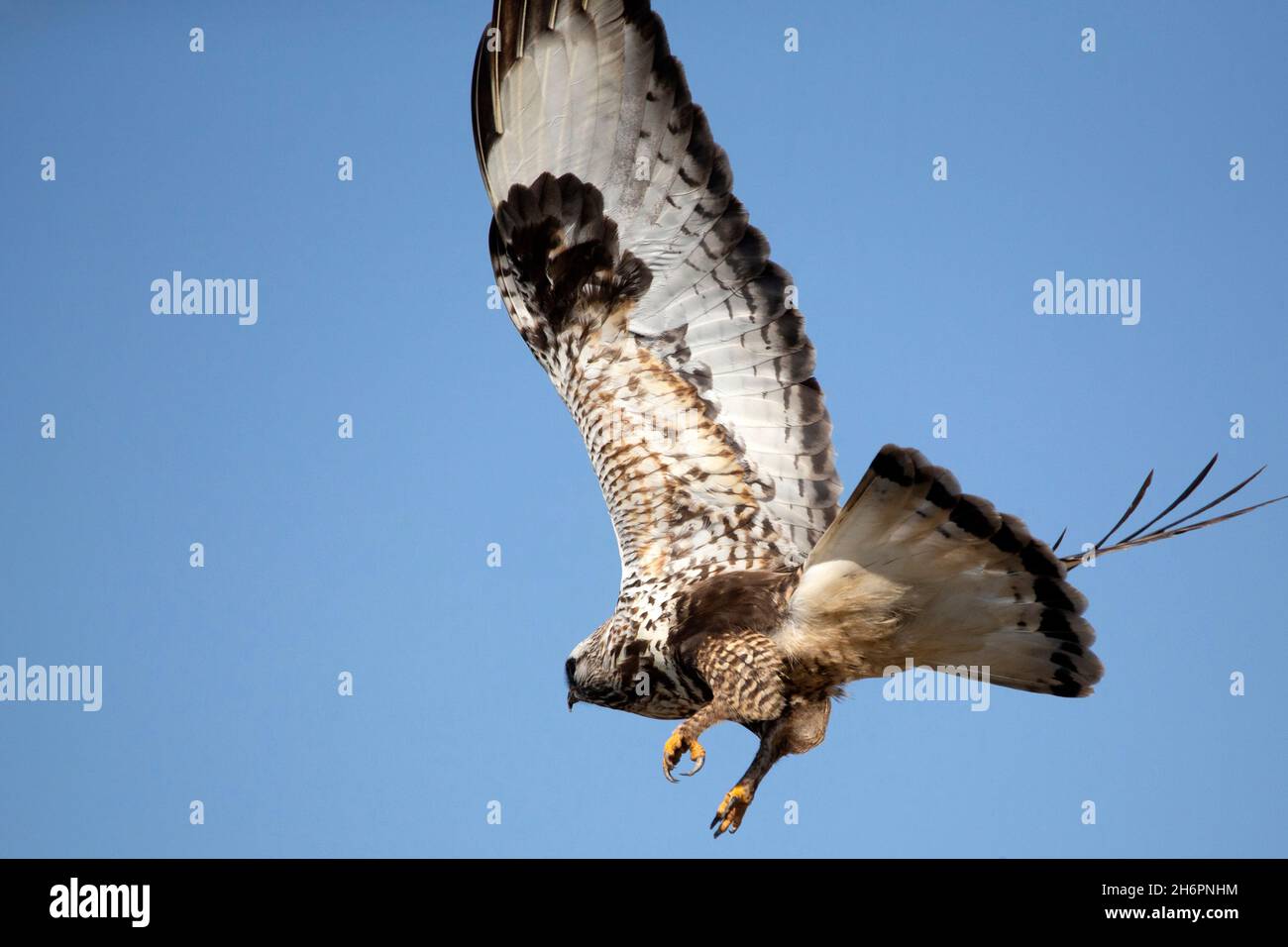 Rough-zampe poiana (Buteo lagopus) Foto Stock