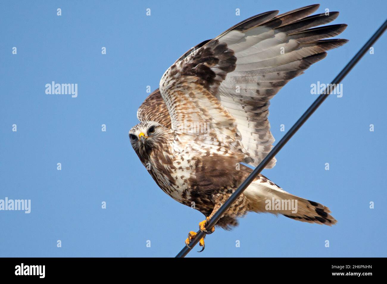 Rough-zampe poiana (Buteo lagopus) Foto Stock