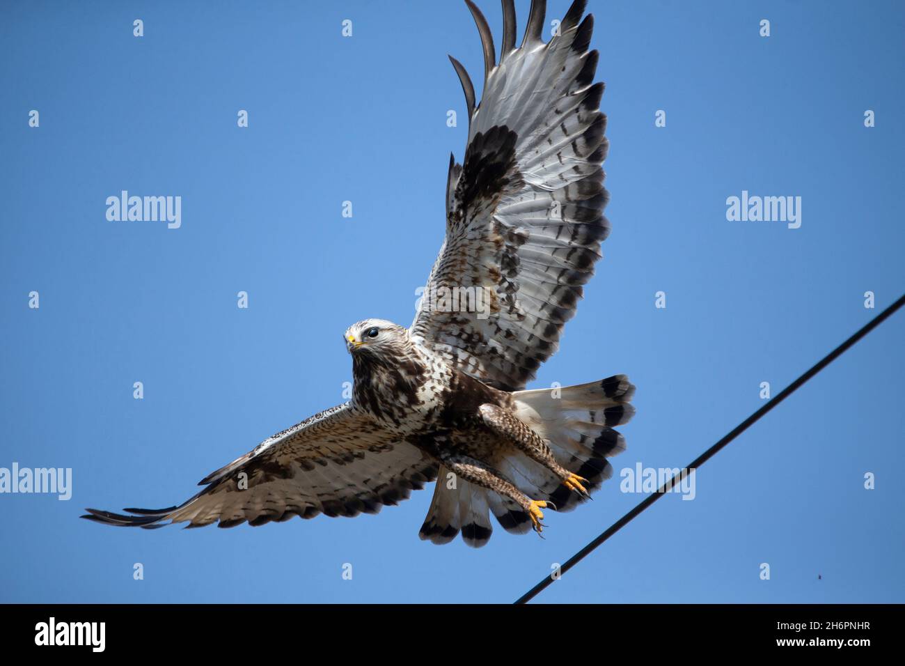 Rough-zampe poiana (Buteo lagopus) Foto Stock