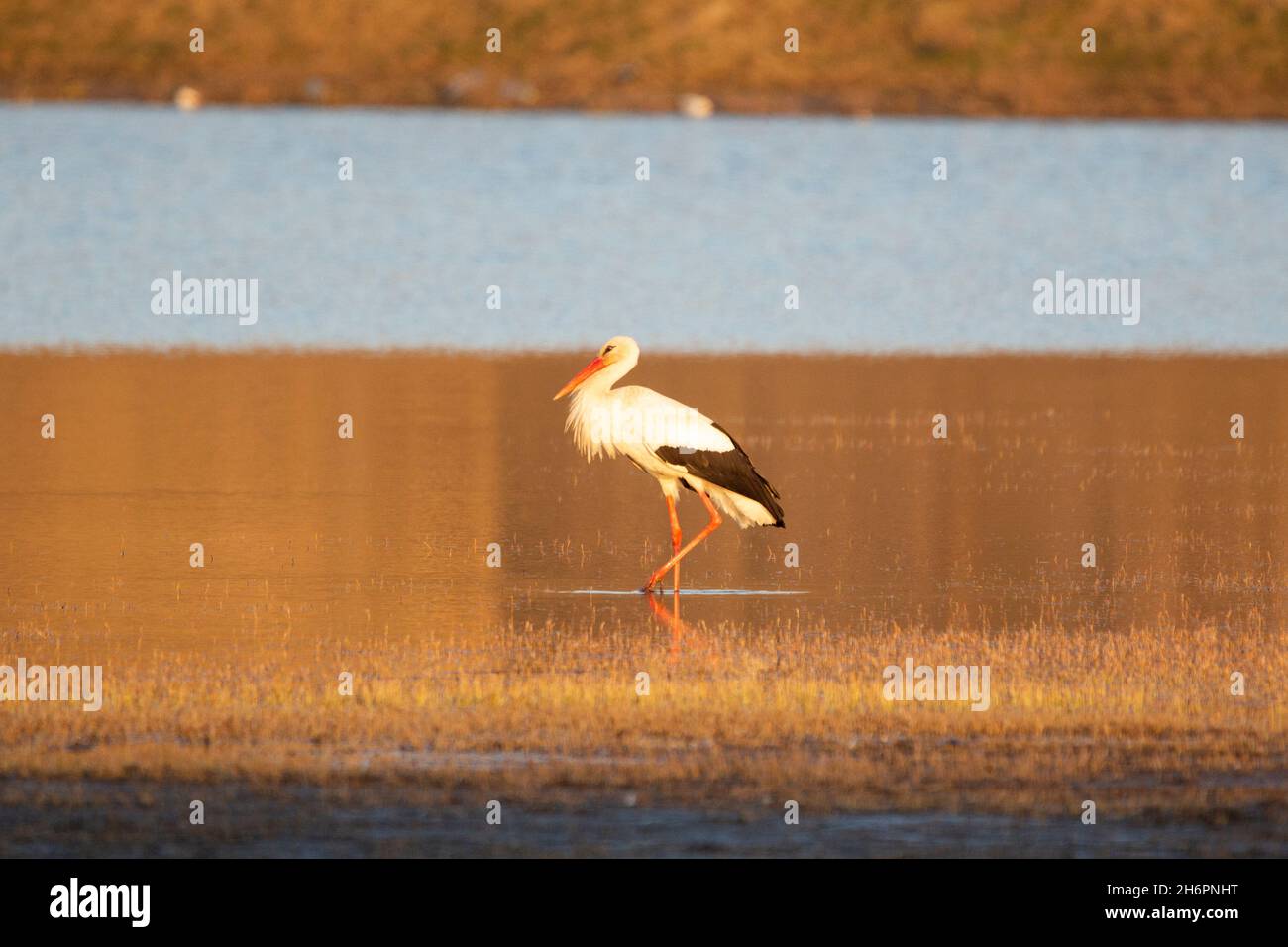 Cicogna bianca (Ciconia ciconia) al tramonto Foto Stock