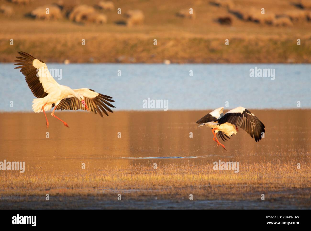 Cicogne bianche (Ciconia ciconia) al tramonto Foto Stock