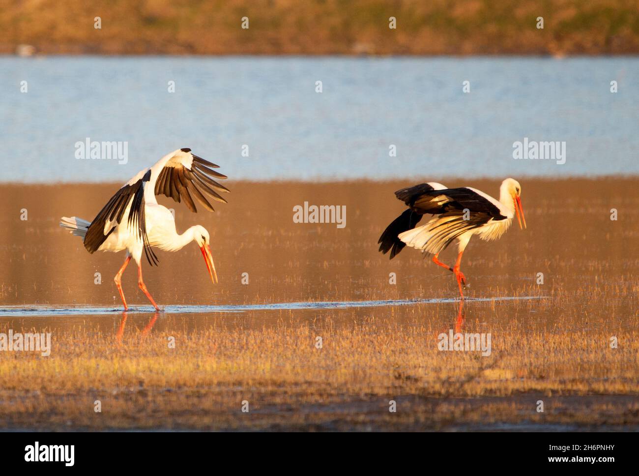 Cicogne bianche (Ciconia ciconia) al tramonto Foto Stock
