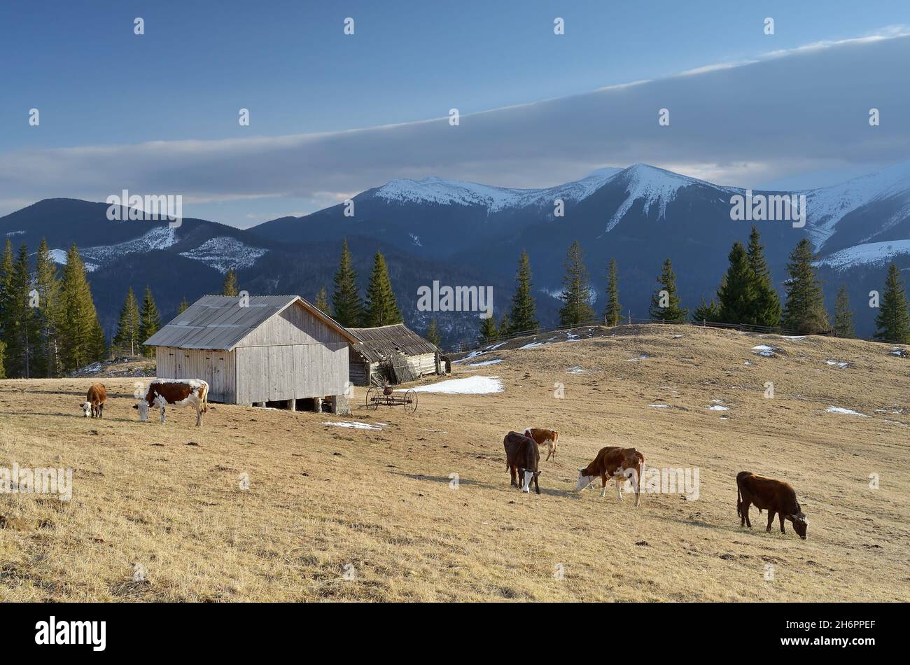 Mandria di mucche al pascolo sull'erba. Paesaggio in un villaggio di montagna. Carpazi, Ucraina Foto Stock