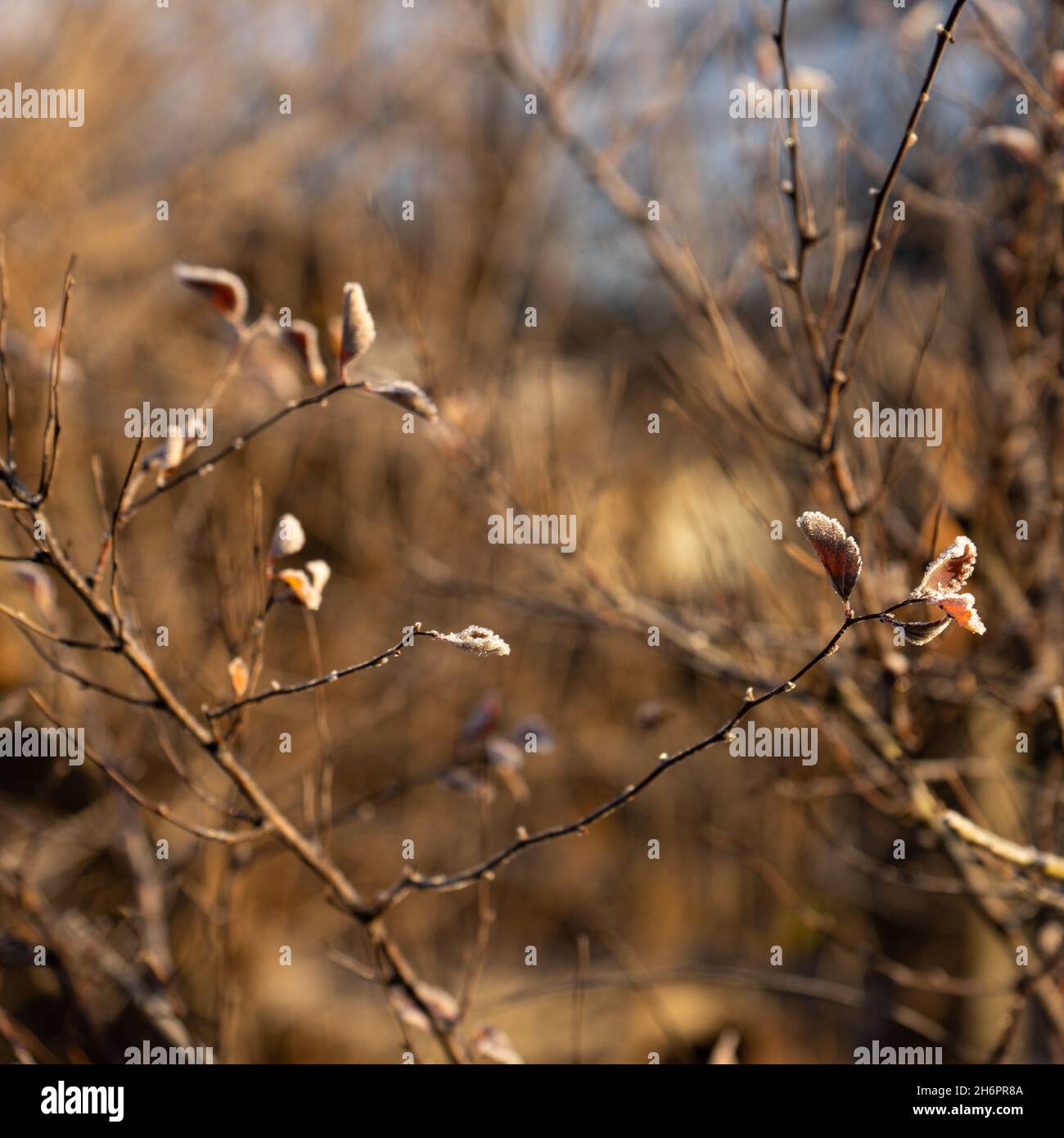 Ramoscelli con foglie gialle e luminose ricoperte di gelo, illuminate dal sole. Foto Stock