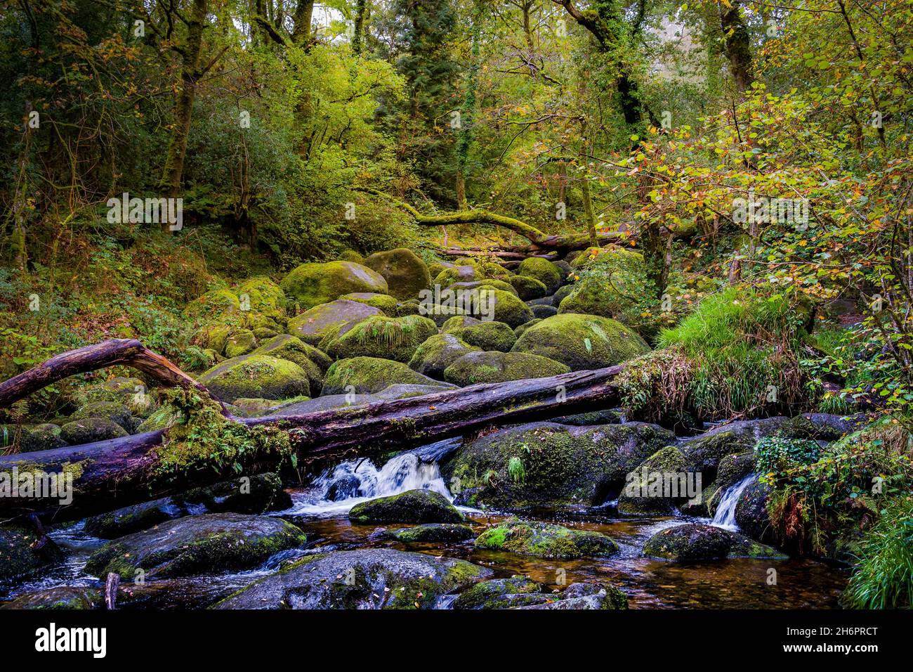 Becky Falls è un luogo di bellezza a Dartmoor in Devon Foto Stock