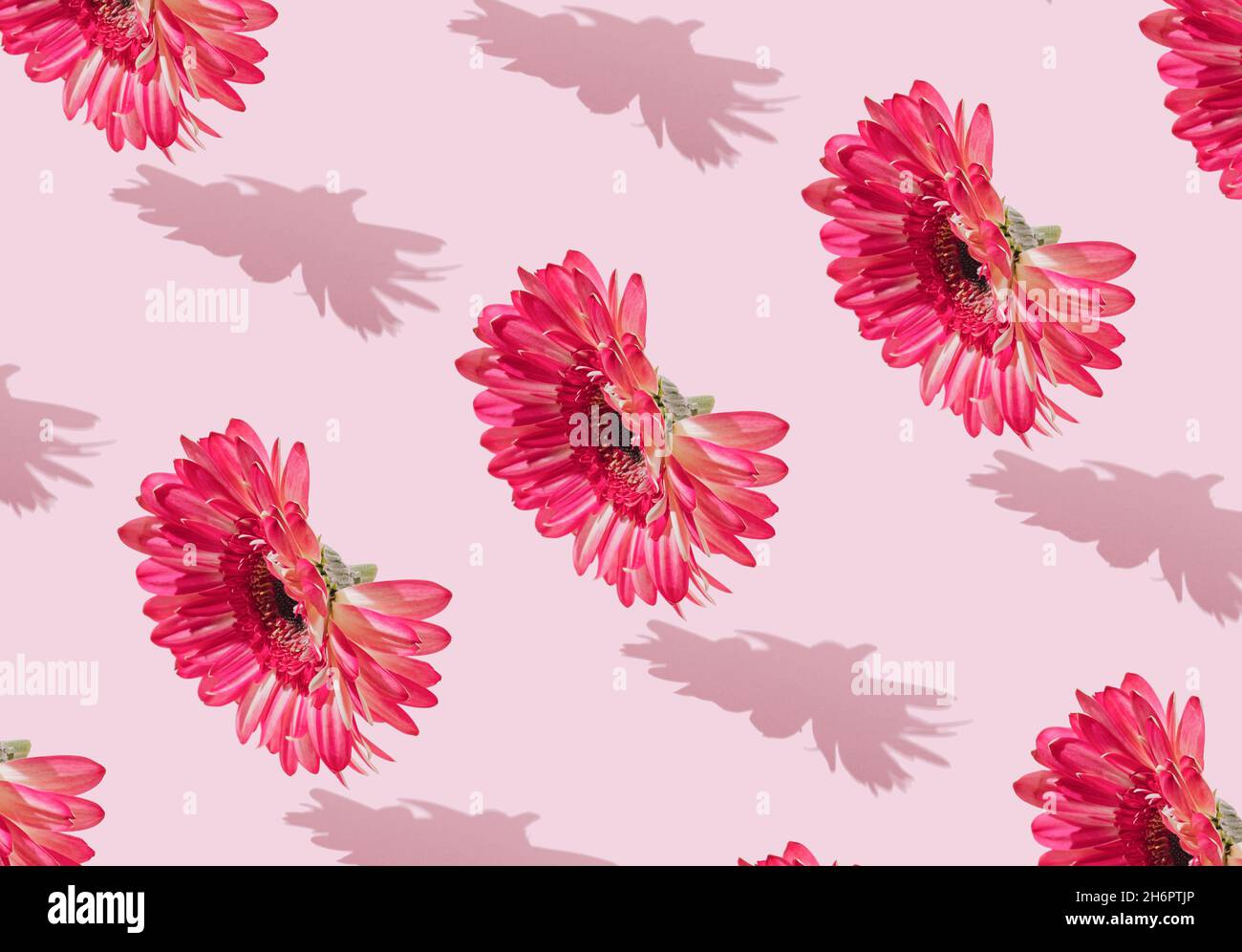 Composizione vivace e audace composta da fiori rosa che galleggiano su sfondo pastello. Minimal Primavera o Estate Concept. Estetica moderna. Foto Stock