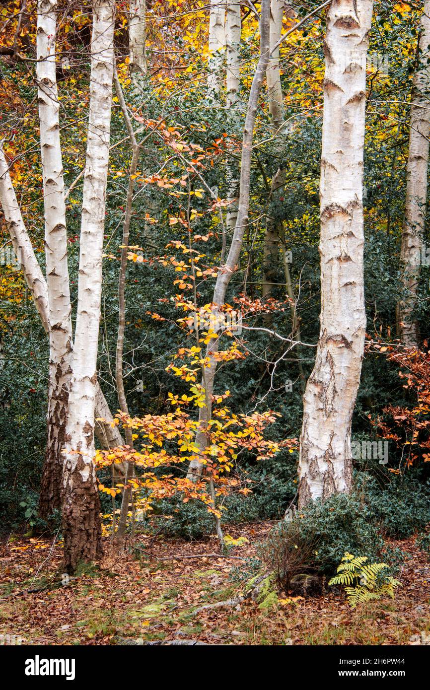 Alberi di betulla d'argento, i loro tronchi d'argento contrastano con le foglie colorate d'autunno che li circondano, boschi di Burnham, Buckinghamshire, Regno Unito Foto Stock