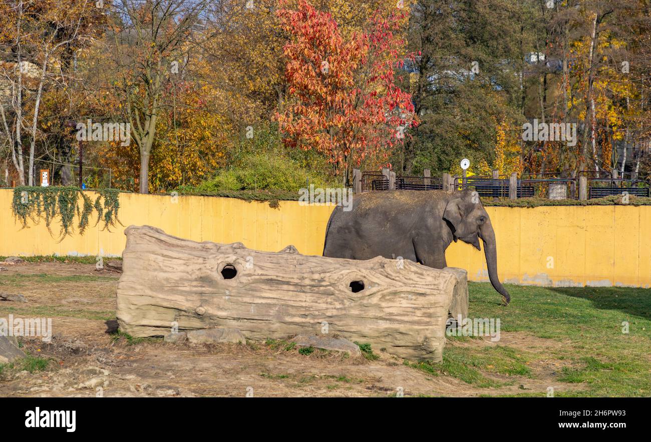 Una foto di un elefante asiatico allo Zoo di Ostrava con il fogliame autunnale sul retro. Foto Stock