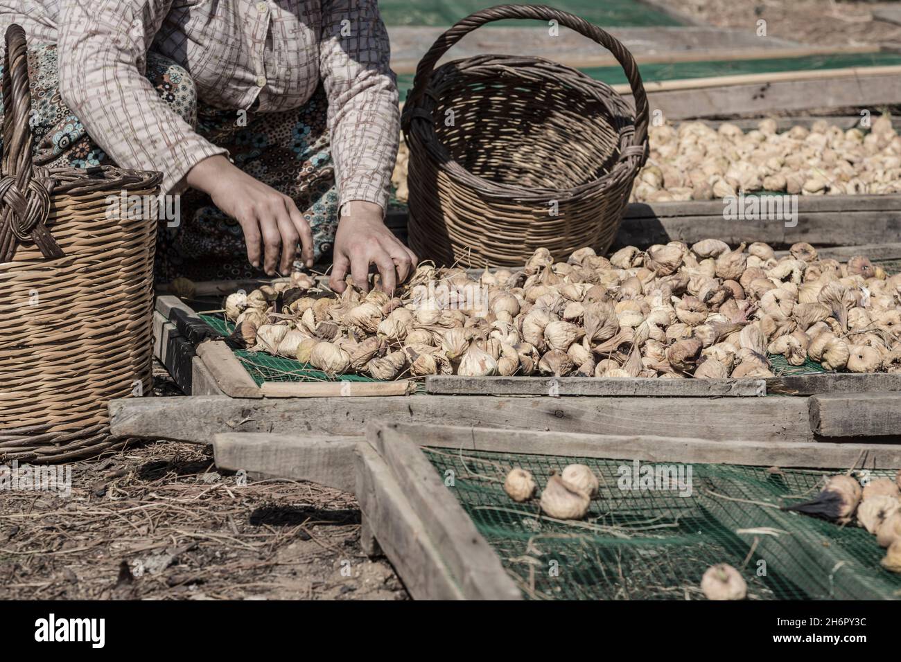 Primo piano mani di una donna che raccoglie frutti di fico che sono a terra per asciugare in Turchia Foto Stock