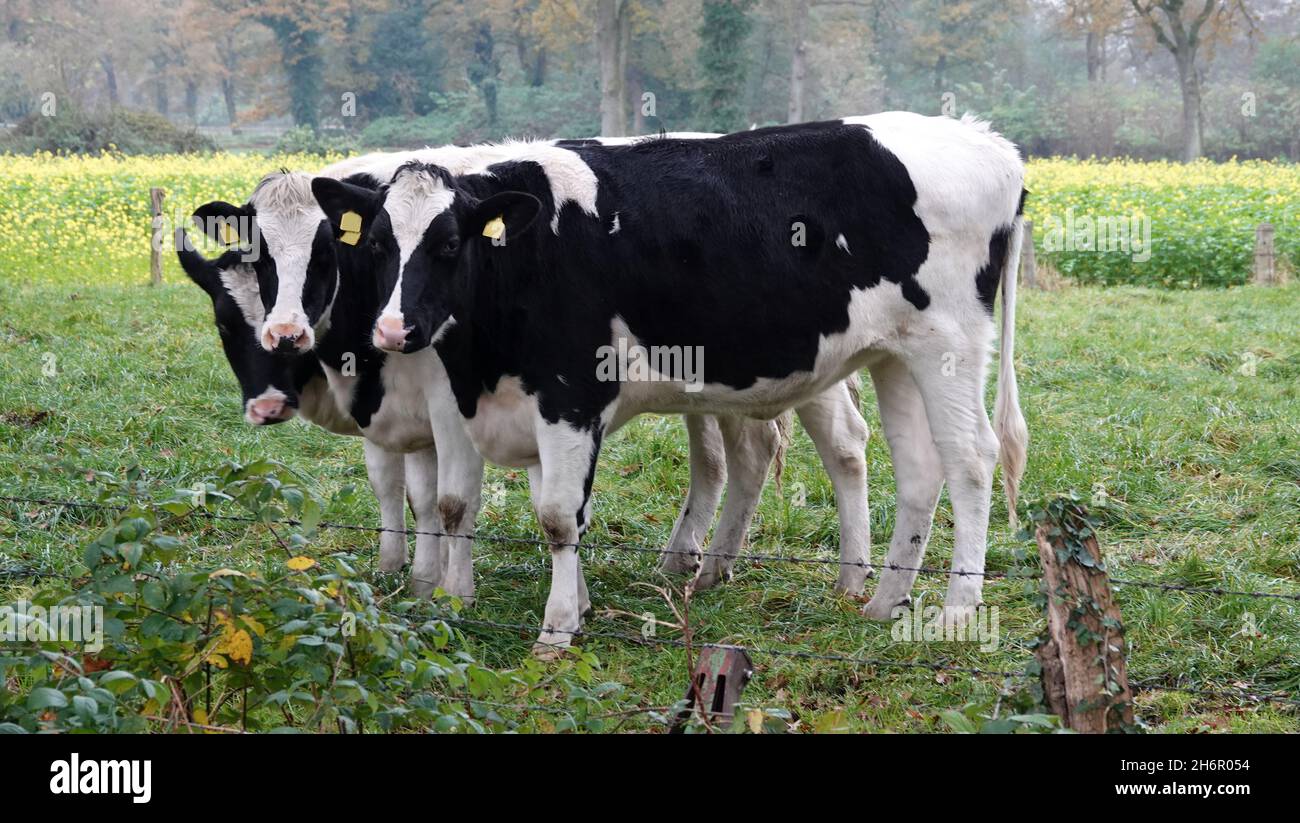Gruppo di tre mucche che che si raggruppano su un prato in Germania. Sembrano sorelle timidi. Bovini Friesiani di Holstein Foto Stock