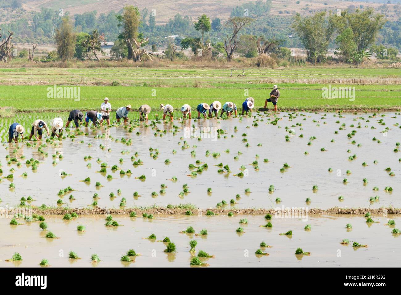 Coltivatori piantando risone in un campo, Tailandia Foto Stock
