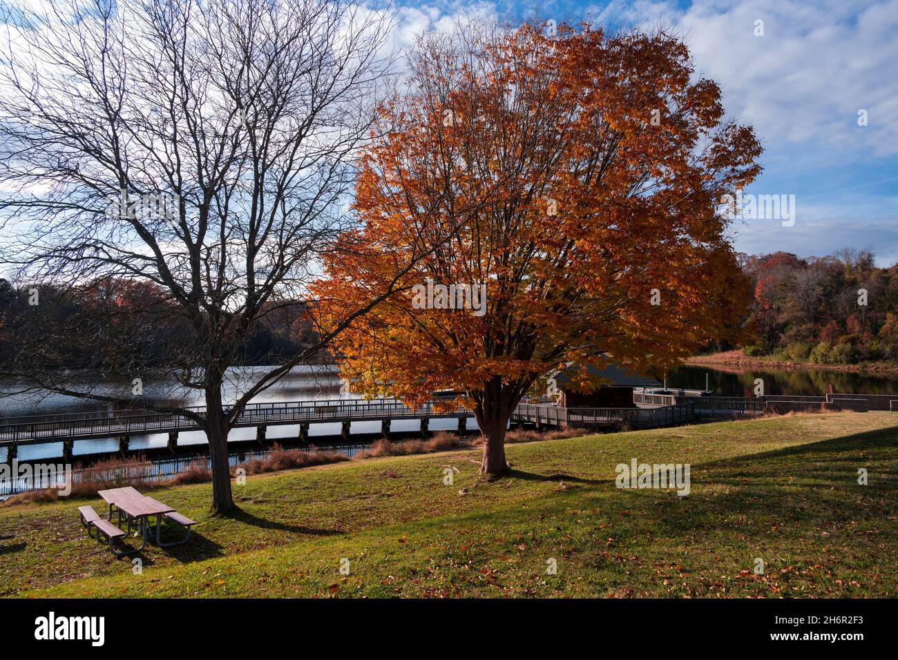 Una foto panoramica grandangolare in autunno che si concentra su un albero con foglie di arancio bruciato che stanno cambiando i colori con la stagione. Foto Stock