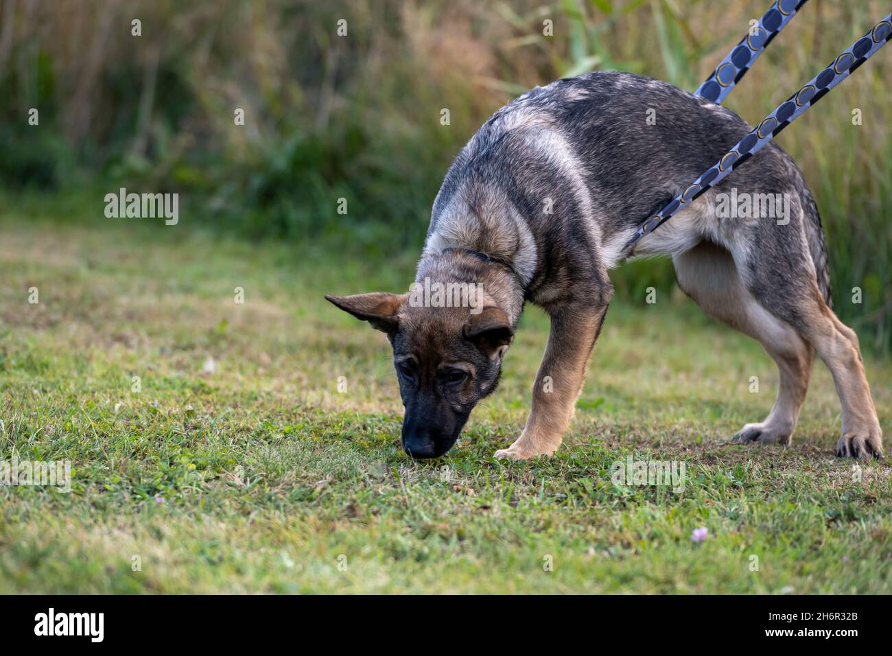 Un cucciolo di pastore tedesco di quattro mesi nella formazione di inseguimento. Erba verde sullo sfondo Foto Stock