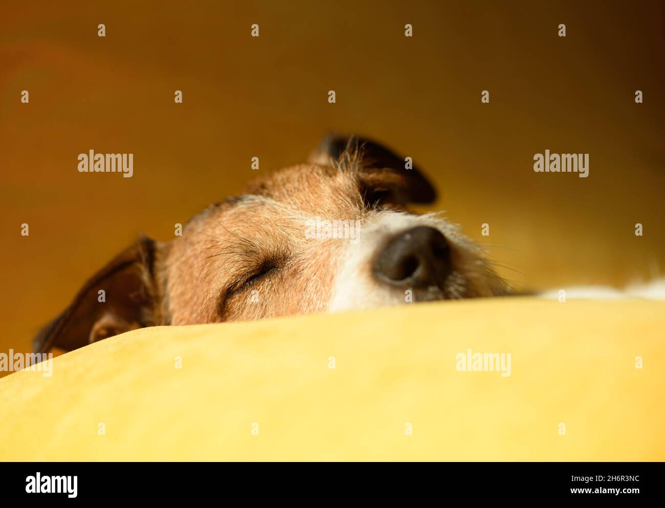 Carino cane pigro che dorme sul cuscino del divano durante il periodo di riposo di mezzogiorno Foto Stock