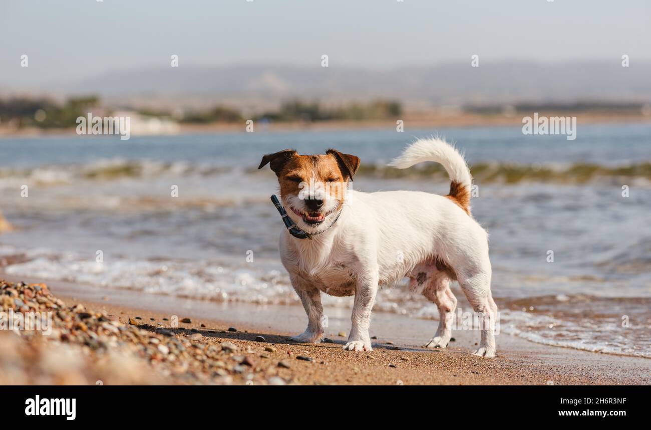 Divertente cane in piedi sulla spiaggia di mare sorridendo e ridendo Foto Stock