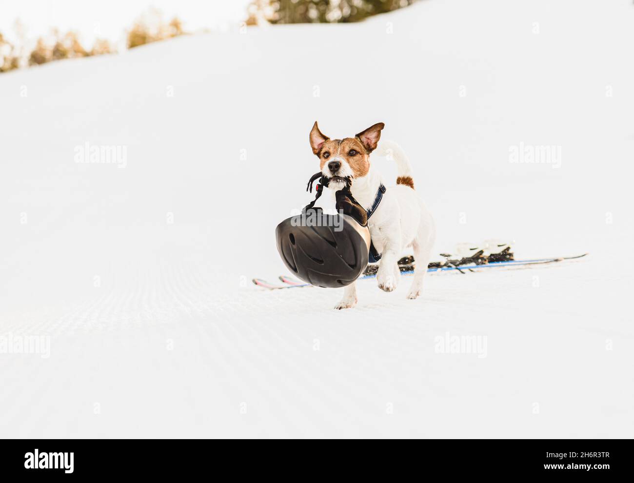 Il cane intelligente feta casco sulle piste da sci che corrono sulla neve nella giornata invernale soleggiata Foto Stock