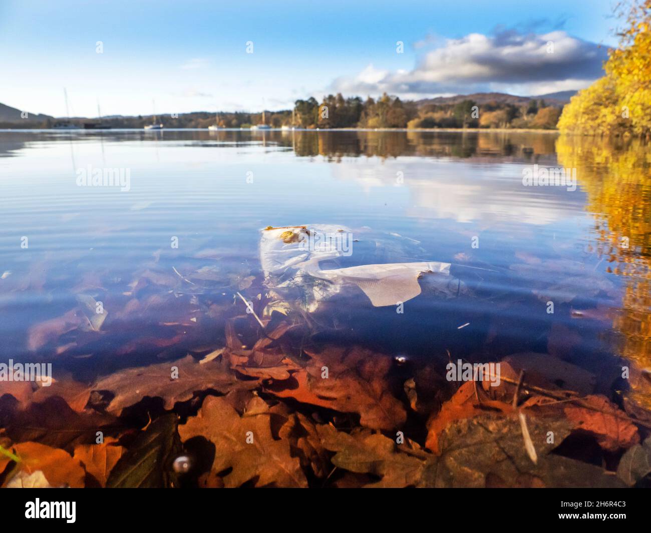 Un pannolino/pannolino usato che galleggia tra le foglie autunnali a Lake Windermere, Ambleside, Lake District, UK. Foto Stock