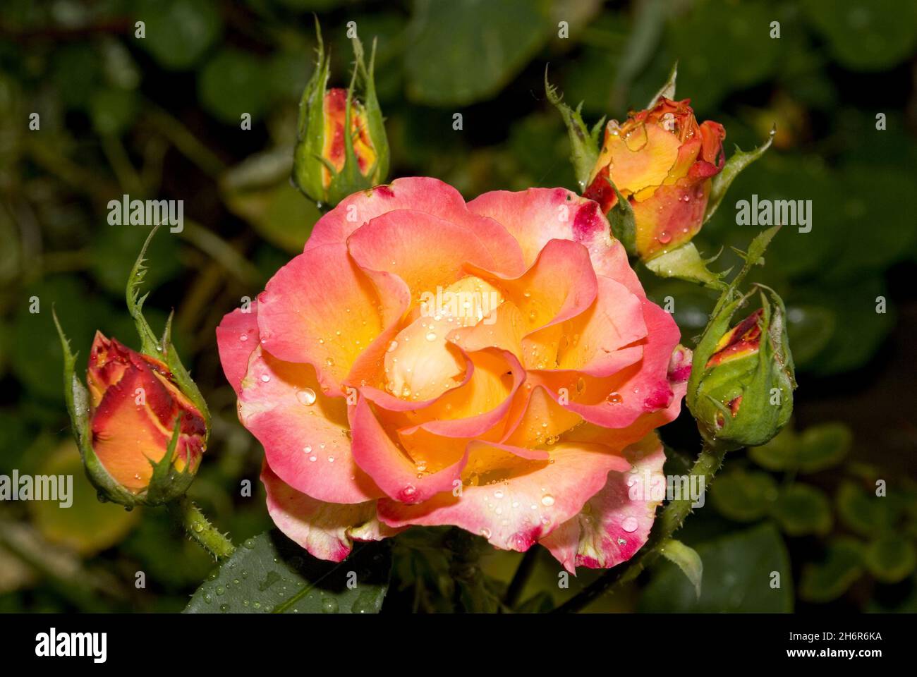 Boccioli di rosa ricoperti di gocce di pioggia in giardino. Poiché i petali di questa varietà hanno due colori, è anche noto come 'Double Delight Rose'...Una rosa è un arbusto fiorito del genere Rosa, e il fiore di questo arbusto. Ci sono più di un centinaio di specie di rose selvatiche, tutte provenienti dall'emisfero settentrionale e soprattutto da regioni temperate. Le specie formano un gruppo di arbusti o arrampicatori generalmente pungenti, e a volte piante trainate, raggiungendo i 2–5 m di altezza, raramente raggiungendo i 20 m di altezza, arrampicandosi sopra altre piante... fotografia scattata il 5-Maggio-2007 con la macchina fotografica digitale Nikon D80. Foto Stock