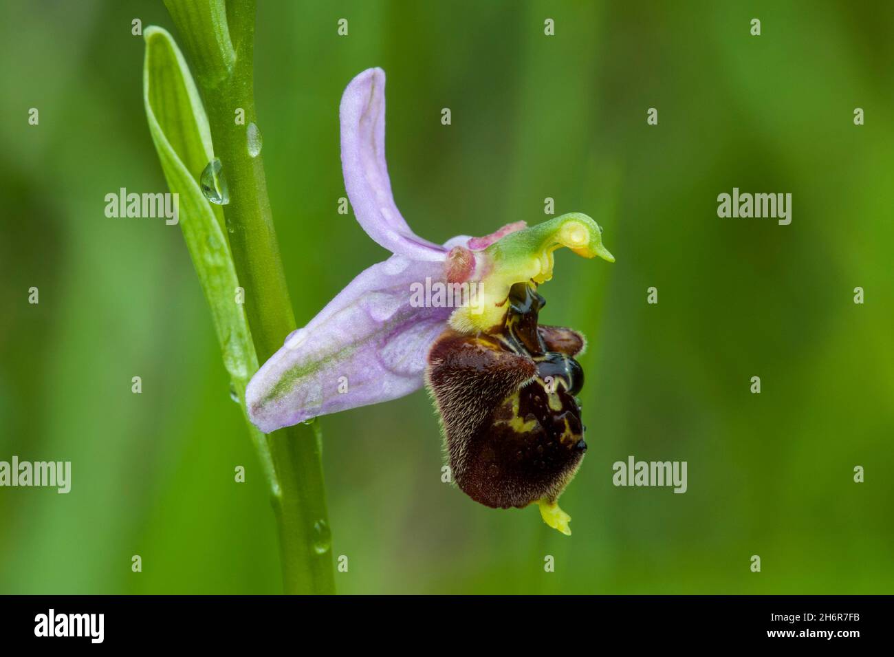 Ragnatela (Ophrys oloserica / Ophrys fuciflora) in fiore nel prato Foto Stock