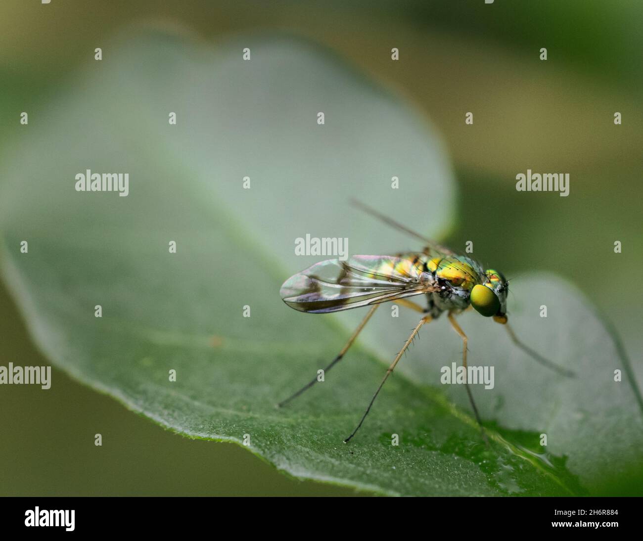 Volo a zampe lunghe (Condylostyp sipho) - Contea di Hall, Georgia. Una mosca a zampe lunghe attende con pazienza una colazione tardivo. Foto Stock