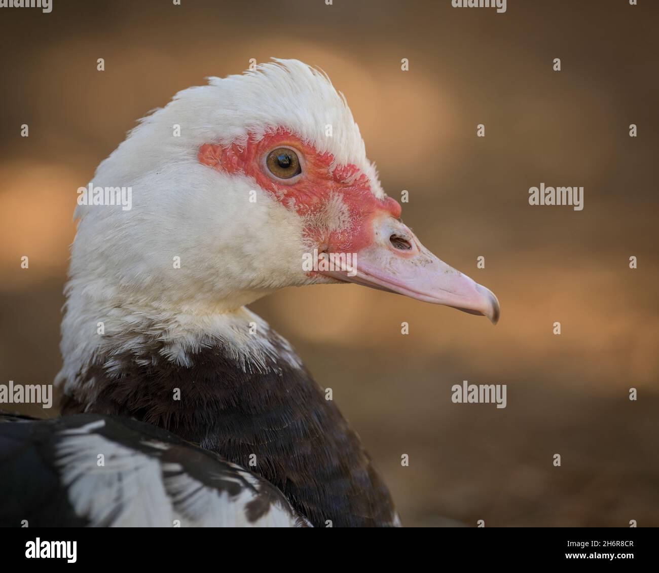 Ritratto di anatra del profilo di closeup di Muscovy Foto Stock