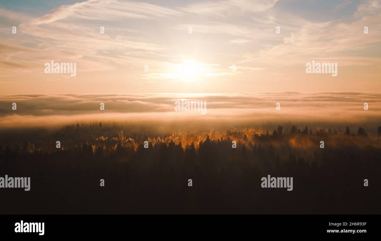Mare di nuvole sopra la foresta. Cielo di novembre prima del tramonto. Abeti ghiacciati in autunno, immersi nella luce dorata. Paesaggio mistico ed enigmatico. Foto Stock