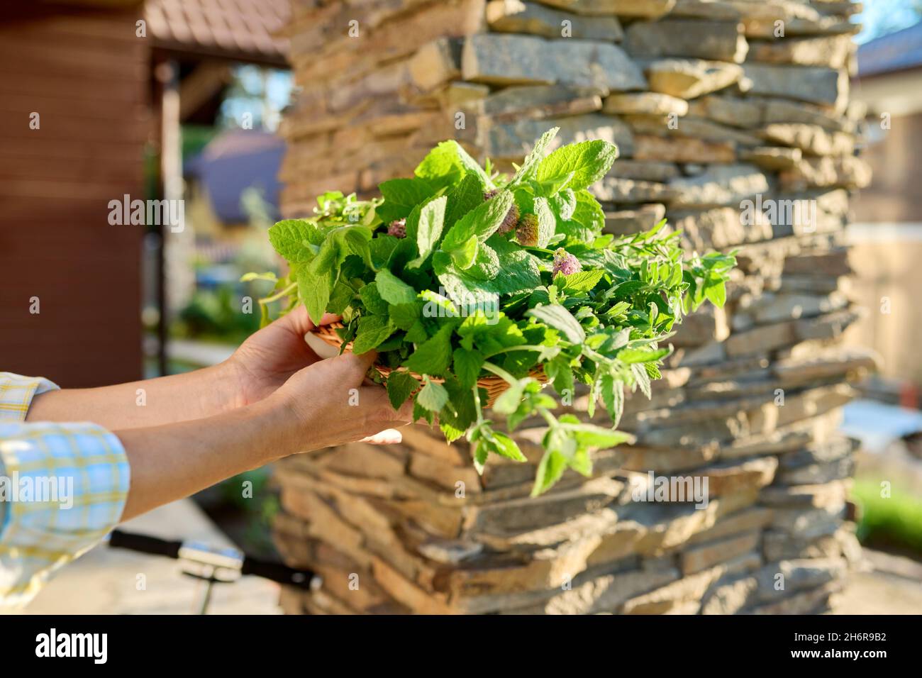 Primo piano del cestino con erbe fresche di menta, balsamo di limone, rosmarino, timo Foto Stock