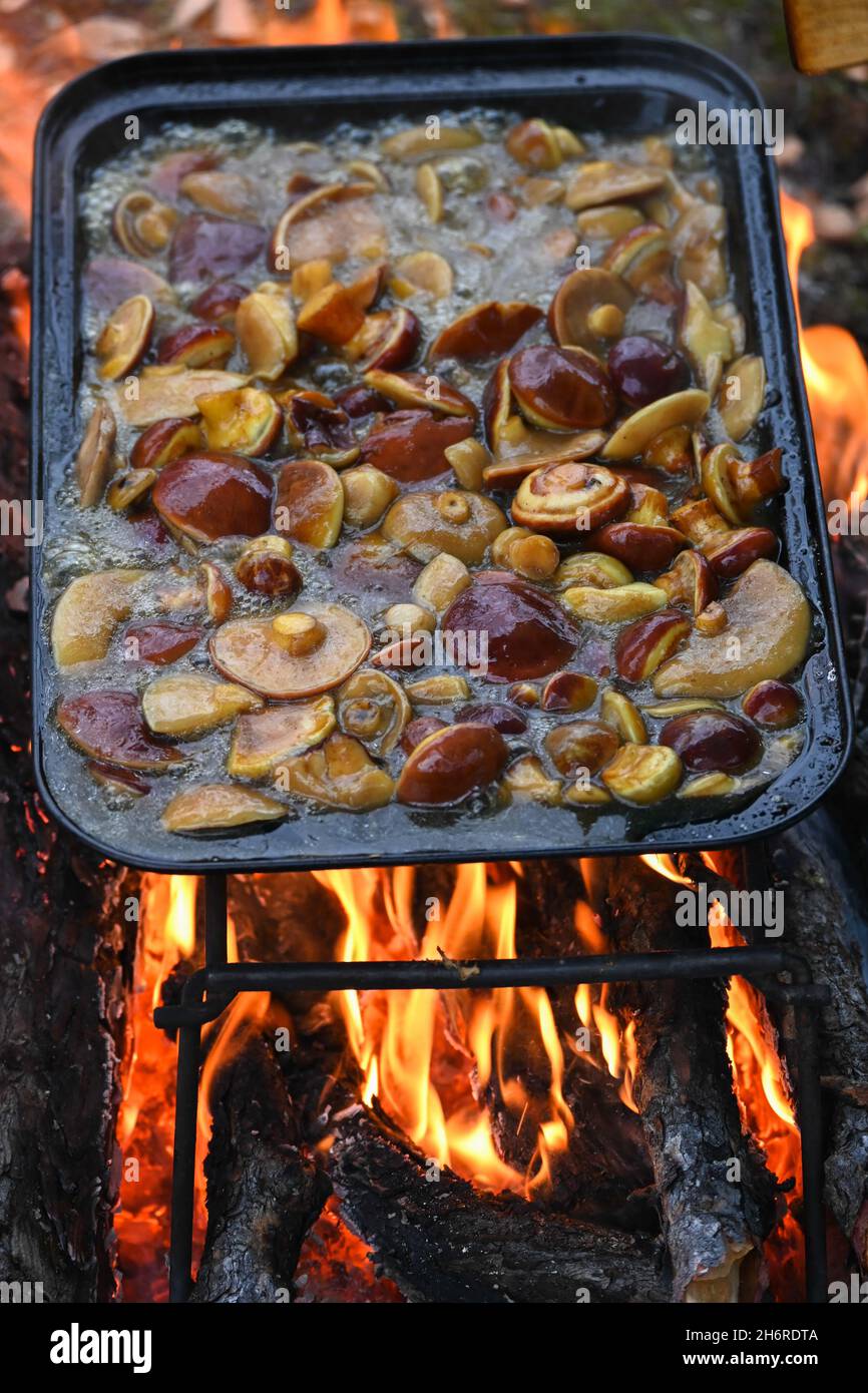 Vassoio da forno con funghi sul fuoco. Cottura dei funghi durante il viaggio. Foto Stock