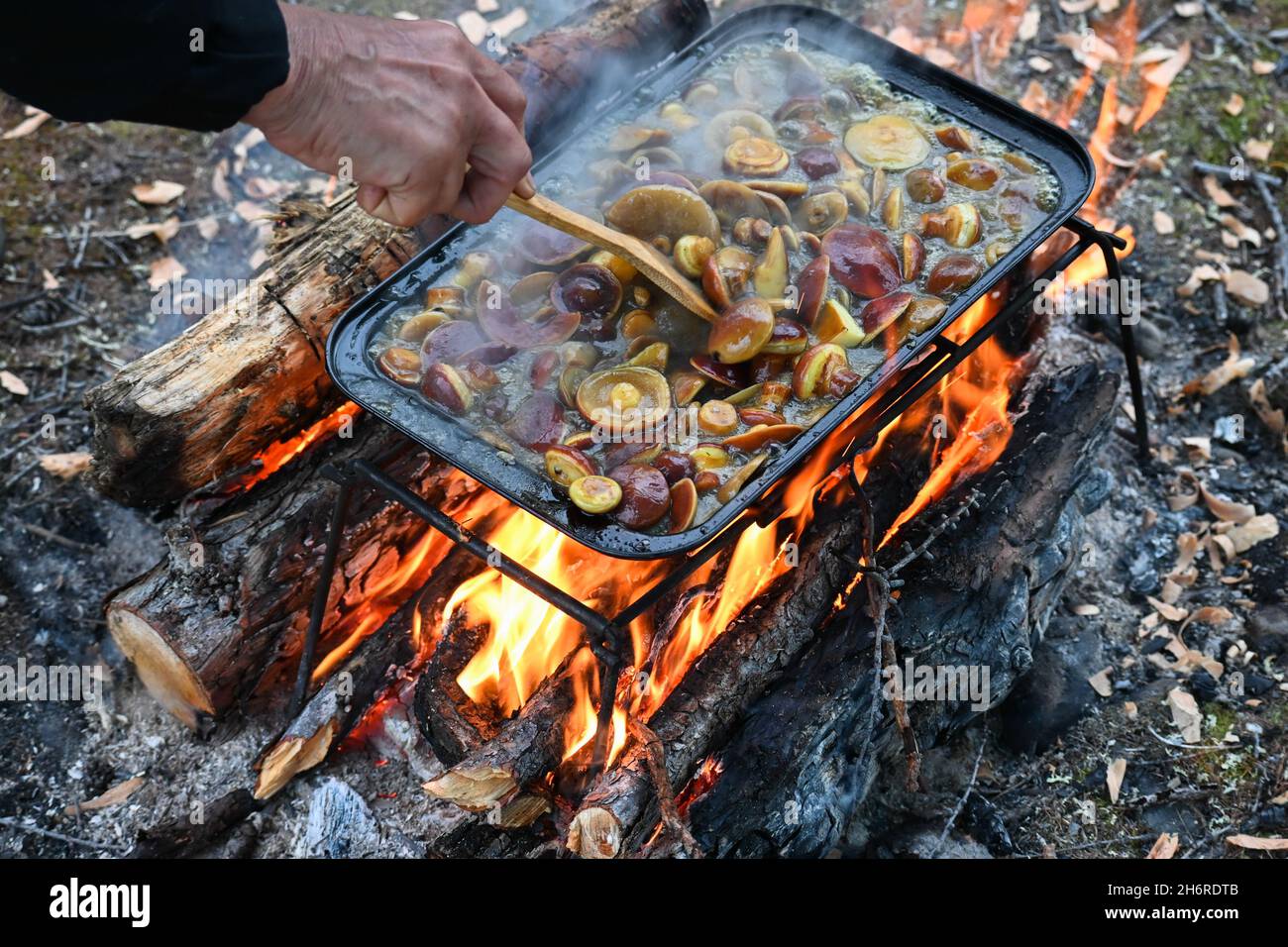 Vassoio da forno con funghi sul fuoco. Cottura dei funghi durante il viaggio. Foto Stock