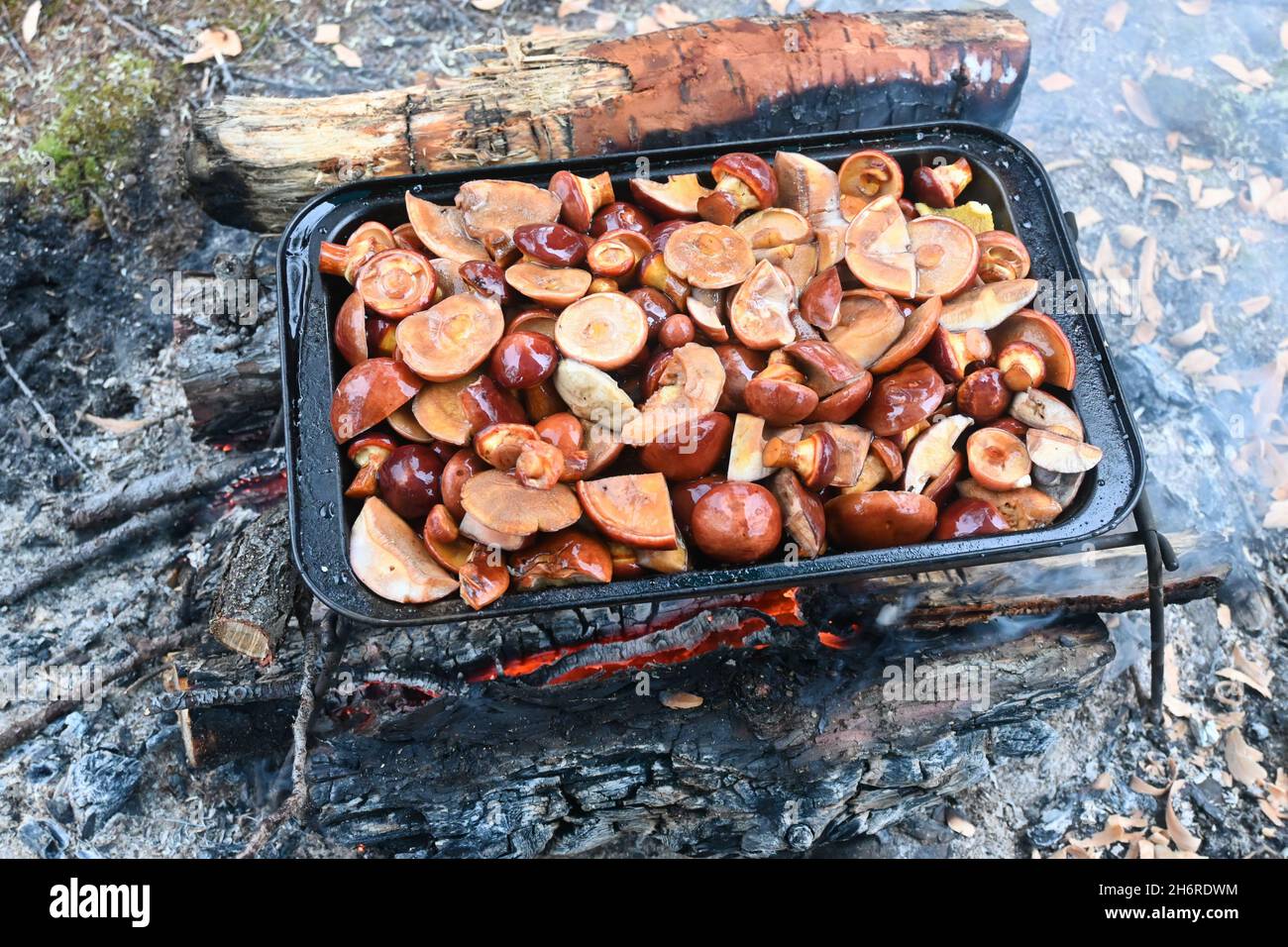 Vassoio da forno con funghi sul fuoco. Cottura dei funghi durante il viaggio. Foto Stock