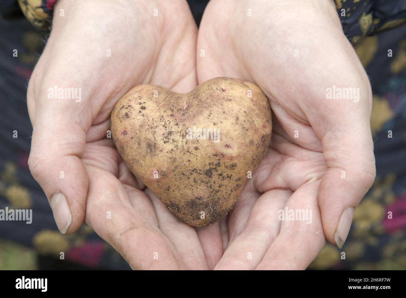 Primo piano di due mani che tengono una patata a forma di cuore. Foto Stock